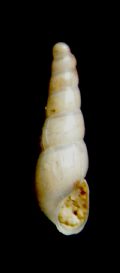 Eulimella cerulli